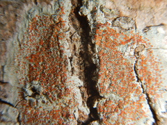 Haematomma persoonii