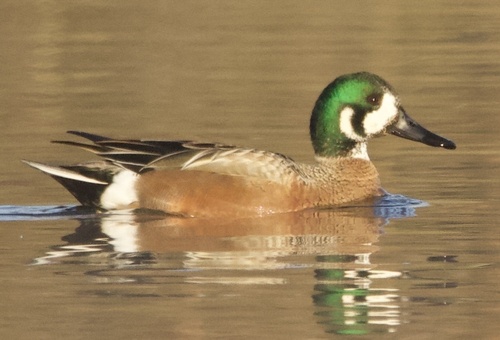 Northern Shoveler