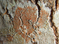 Haematomma persoonii