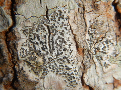 Phaeographis lobata