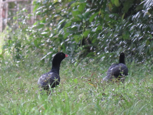 Crestless Curassow (Mitu tomentosum), photo 9