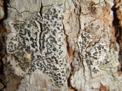 Phaeographis lobata