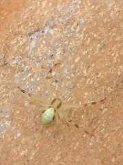 Thomisidae