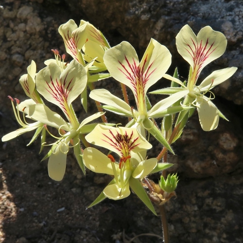 Pelargonium oblongatum