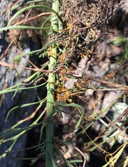 Cuscuta harperi