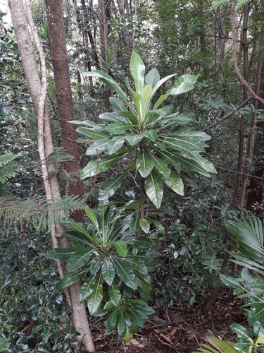 Meryta latifolia, photograph 3