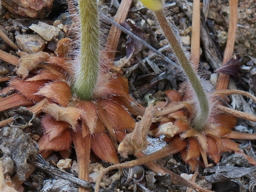 Pelargonium oblongatum, photograph 1