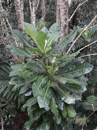 Meryta latifolia, photograph 2