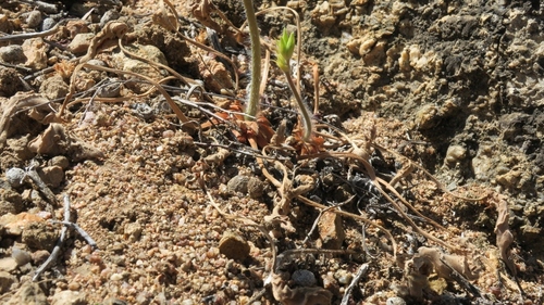 Pelargonium oblongatum, photograph 2