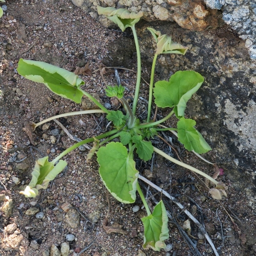 Pelargonium oblongatum, photograph 3