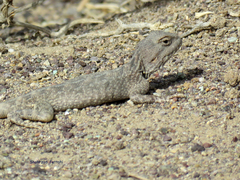 Trapelus agilis