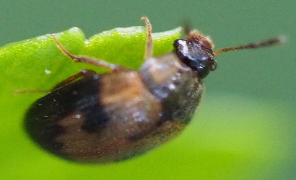 Paragyrtodes