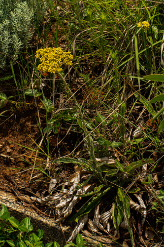 Helichrysum nudifolium var. nudifolium image