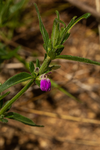 Justicia phyllostachys image