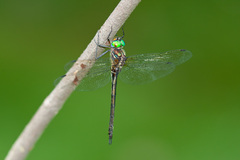 Somatochlora tenebrosa