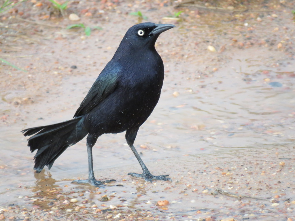 Carib Grackle (Quiscalus lugubris) photo