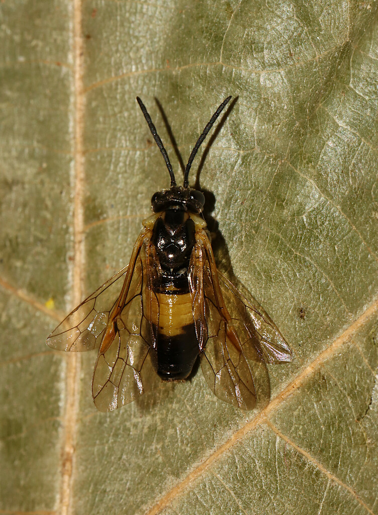 Craterocercus obtusus