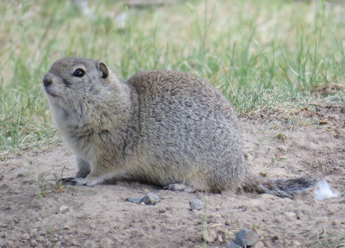 Belding's Ground Squirrel