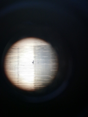 Podilymbus podiceps