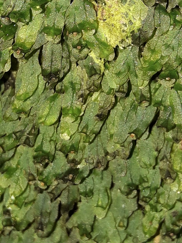 Crepidomanes vitiense (Crepidomanes vitiense)