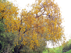 Sophora tetraptera