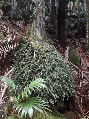 Tmesipteris norfolkensis (Tmesipteris norfolkensis)