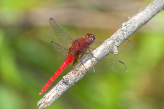 Erythemis mithroides