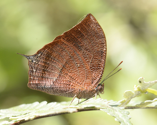 Leafwings
