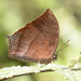 Noble Leafwing Butterfly - Photo (c) Roger Rittmaster, some rights reserved (CC BY-NC), uploaded by Roger Rittmaster