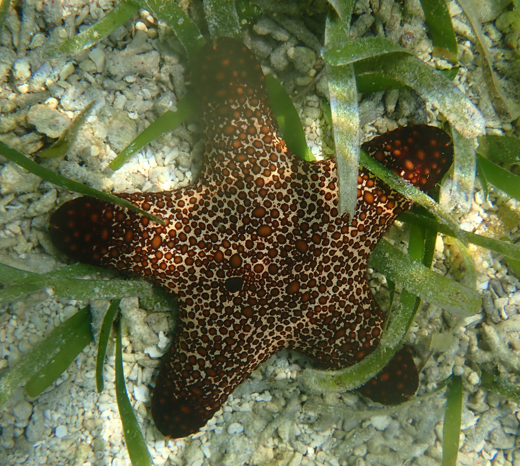 Blunt Arm Sea Star