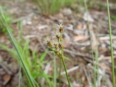 Fimbristylis puberula