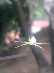 Thomisidae