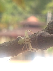 Thomisidae
