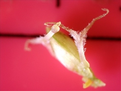 Fimbristylis puberula