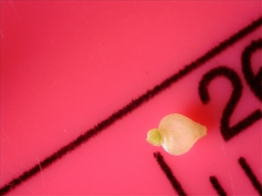 Fimbristylis puberula