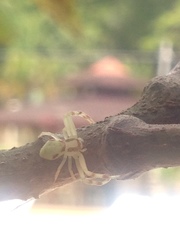Thomisidae