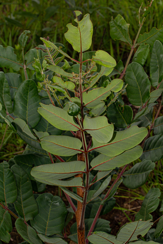 Ekebergia benguelensis image