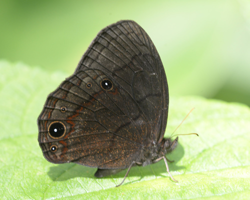 Eretris lecromi