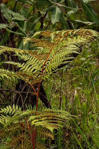 Dennstaedtiaceae image