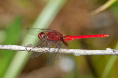 Erythemis mithroides