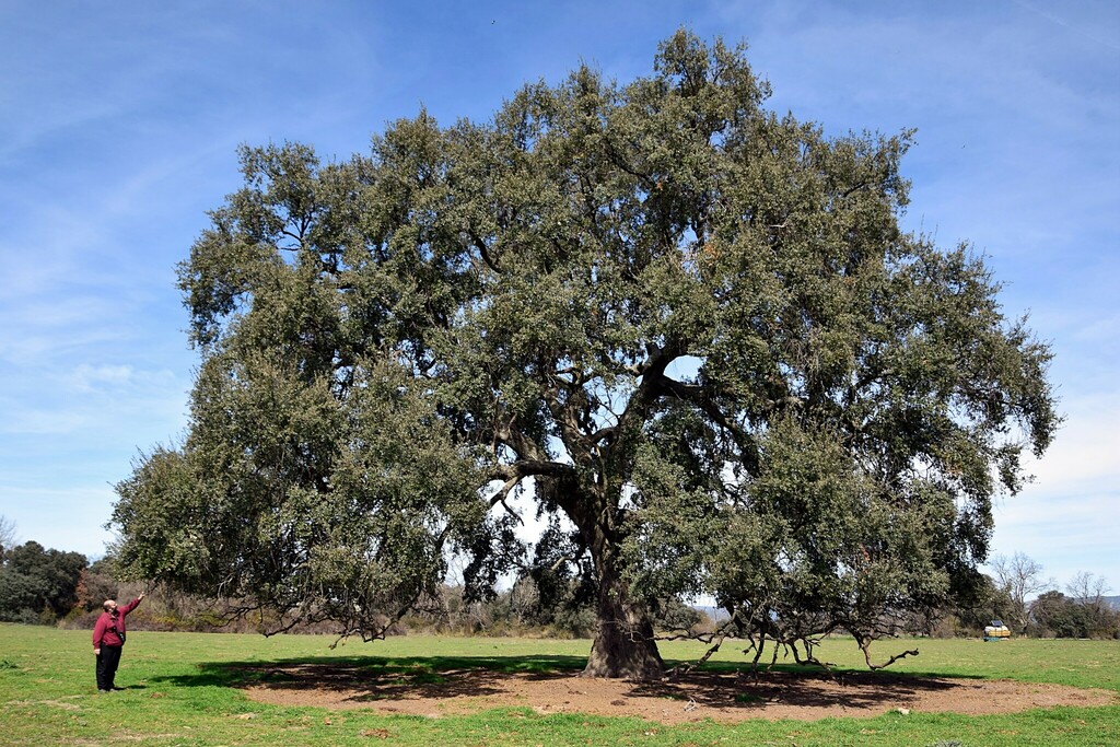 Quercus × avellaniformis from España, Ciudad Real, Alcoba de los Montes ...