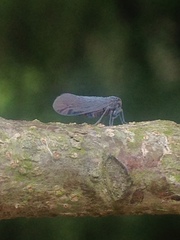 Derbidae