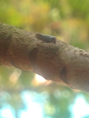 Derbidae