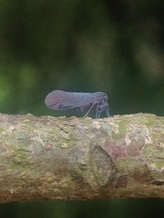 Derbidae