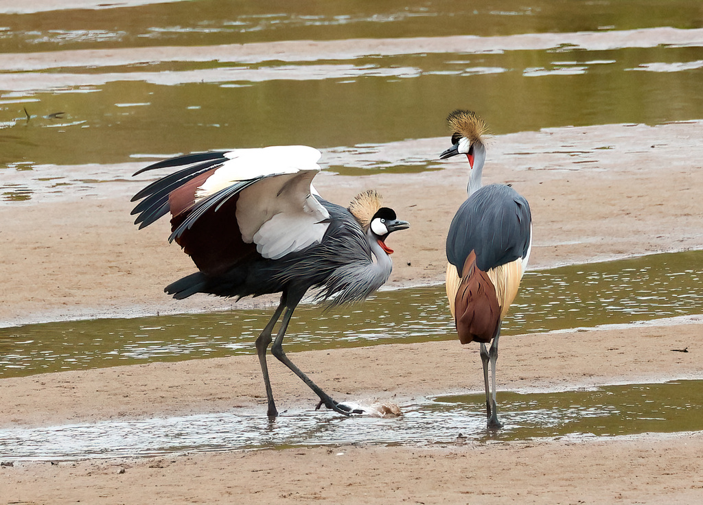 South African Crowned Crane In September 2022 By Timmcclurg · INaturalist