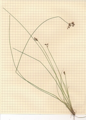 Fimbristylis quinquangularis