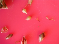 Fimbristylis quinquangularis