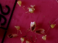 Fimbristylis quinquangularis