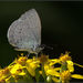 Celastrina oreas - Photo (c) ashung, some rights reserved (CC BY-NC-SA)