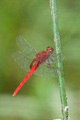 Erythemis mithroides